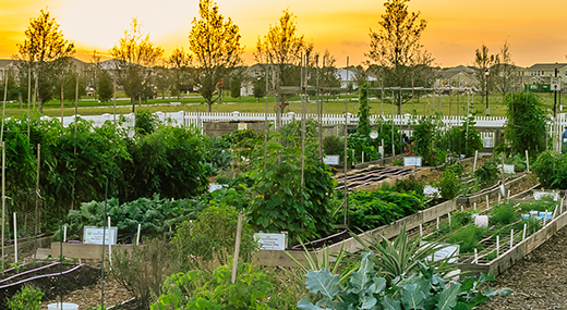 Community Garden