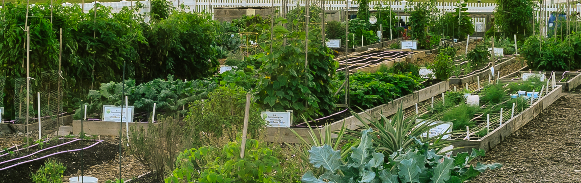 Community Garden