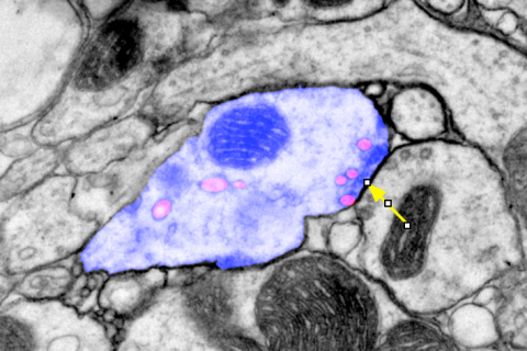 Davis fly synapse vesicles