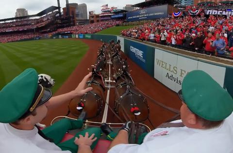 budweiser clydesdales win ride roger dean stadium abacoa