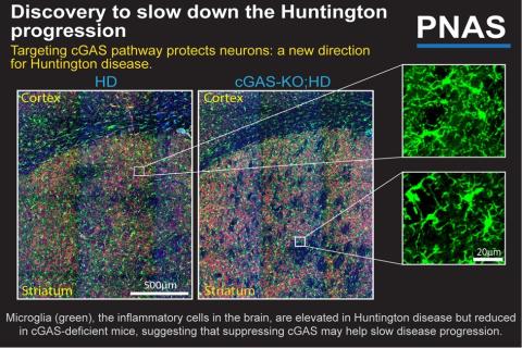 Image of discovery to slow down the Huntington progression